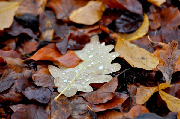 雨の中の紅葉 オークの葉に水が落ちる — ストック写真