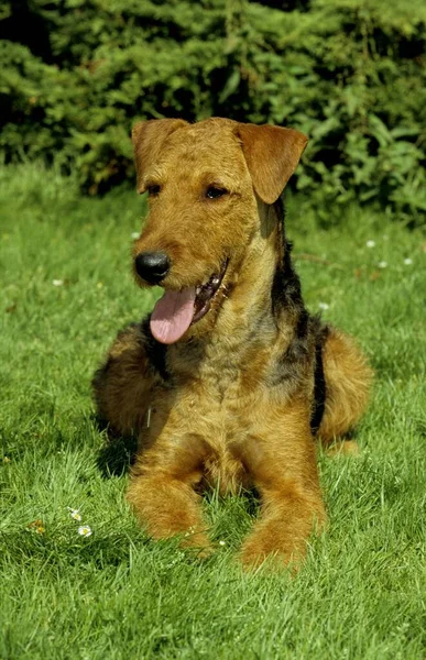 Airedale Terrier Waterside Terrier Bingley Terrier Standardowy Fci — Zdjęcie stockowe