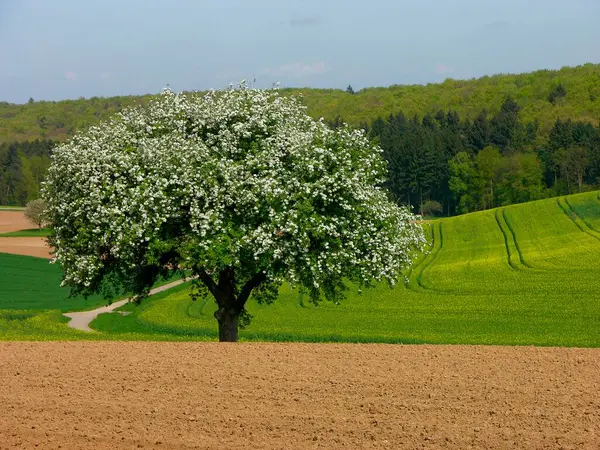 Blühender Birnbaum Birnbaum Zwischen Getreidefeldern Und Rapsfeldern Frühlingslandschaft Blühender Birnbaum — Stockfoto
