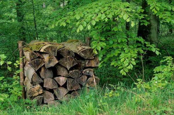 Ormanda Odun Yığınları — Stok fotoğraf