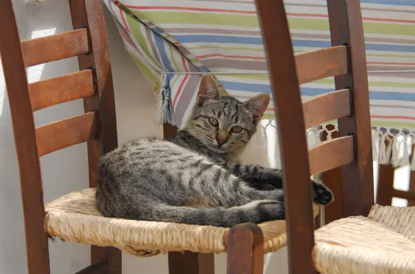 国内猫 灰色のタビー レストランの椅子の上に横たわる ティノス島 キクラデス ギリシャ タビー レストランで椅子の上に横たわっています キクラデス ギリシャ — ストック写真