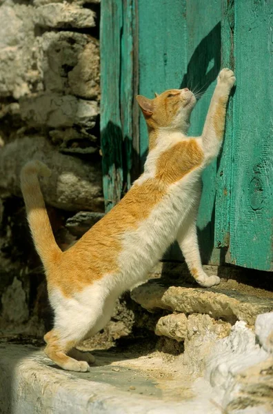 Γάτα Κόκκινη Και Άσπρη Ξύσιμο Στην Μπροστινή Πόρτα — Φωτογραφία Αρχείου