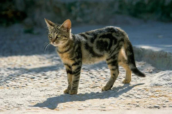 กแมวต แมคเคอเรล ไฮดรา โรป — ภาพถ่ายสต็อก