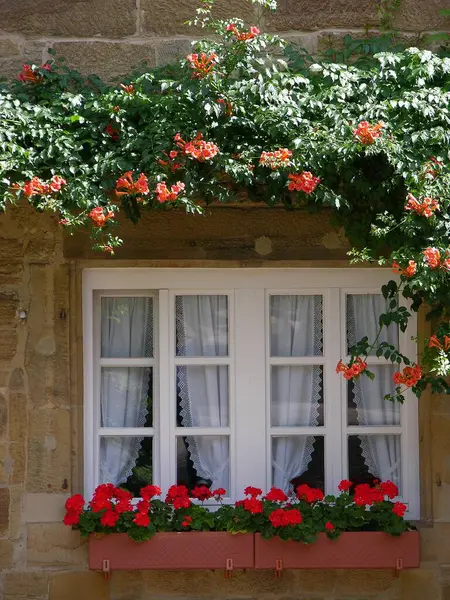 Window with flowers outside, trumpet creeper (Campsis) x tagliabuana, geraniums in the box, Window with flowers outside, trumpet flower, geraniums in the box