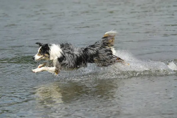 Border collie jumps into the water