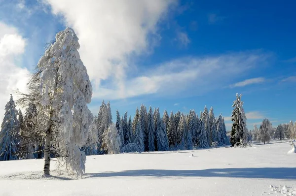 Czarny Las Zimą Las Świerkowy Czarny Las High Road Śnieżny — Zdjęcie stockowe