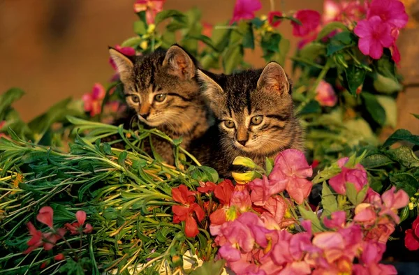 フラワーベッドに2つの子猫 — ストック写真