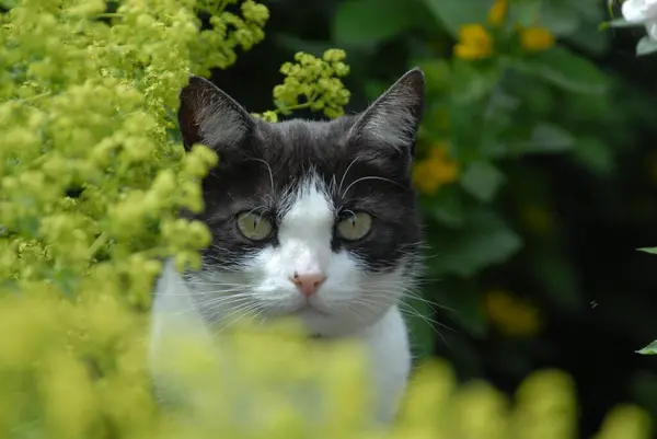 Kot Domowy Czarny Smok Biały Rówieśnicy Zza Żółtych Kwiatów Płaszcza — Zdjęcie stockowe