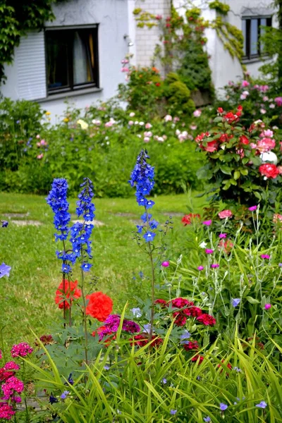 Bloeiende Meerjarige Tuin Close Uitzicht — Stockfoto