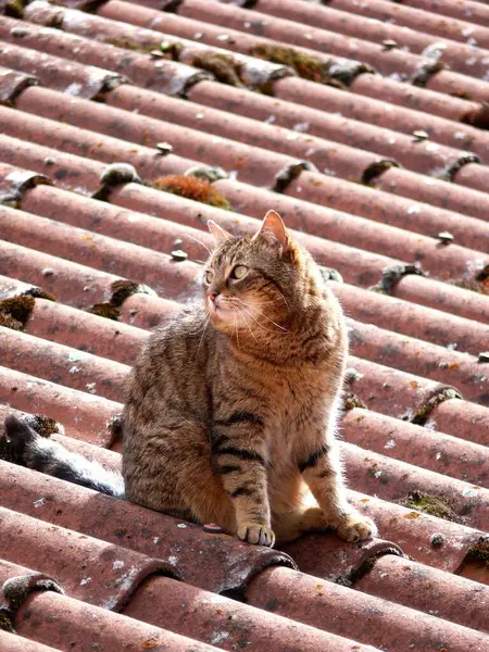 Tabby Hauskatze Auf Dem Dach — Stockfoto