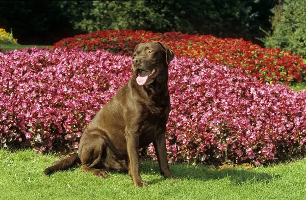 采购产品棕色拉布拉多 巧克力褐色 拉布拉多猎犬 Fci 标准号 122 Water — 图库照片