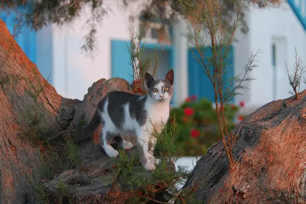 Kot Domowy Tortie White Stojący Starym Drzewie Tamarix Greckiej Alejce — Zdjęcie stockowe