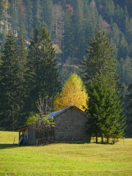 Tannheimer Tal Áustria Cabana Com Grupo Árvores Outono — Fotografia de Stock