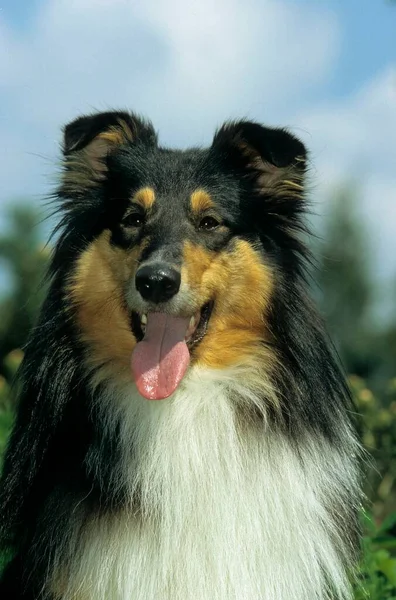 Collie Collie Longhair Collie Rough Longhaired Scottish Sheepdog Fci Standard — Stockfoto