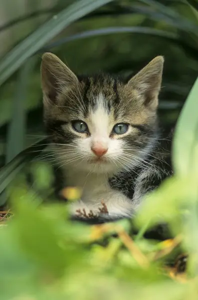 Młody Kotek Domowy Tygodni — Zdjęcie stockowe