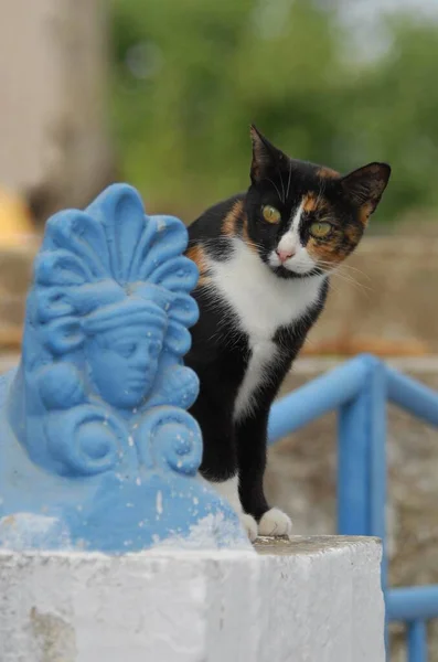 Kot Domowy Siedzący Niebieską Figurą Wyspa Tinos Cyklady Grecja Kot — Zdjęcie stockowe