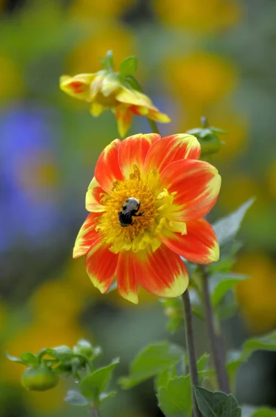 Ruff Dahlie Blüht Garten Mit Hummel — Stockfoto