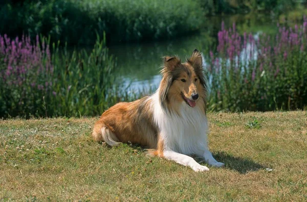 Collie Bitch Longhaired Scottish Sheepdog Collie Rough Fci Standard 156 — Foto Stock