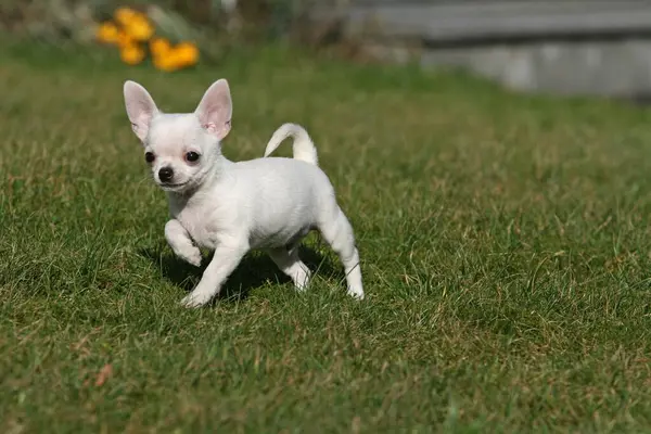 Chihuahua Cachorro Semanas Brincando Jardim Gramado — Fotografia de Stock