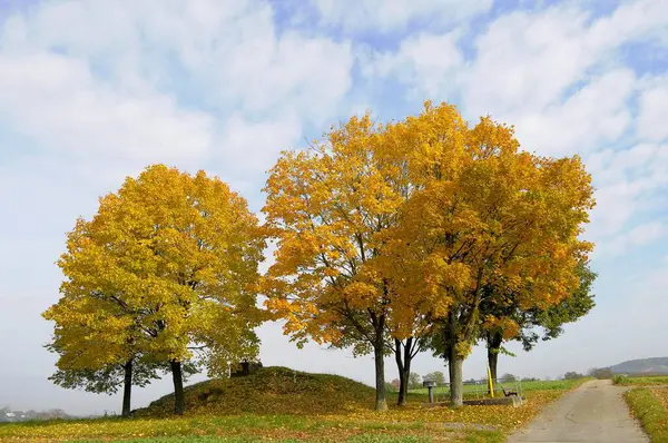 Maple Tree Group Autumn Kraichgau Field Edge Field Path — Stock Photo, Image