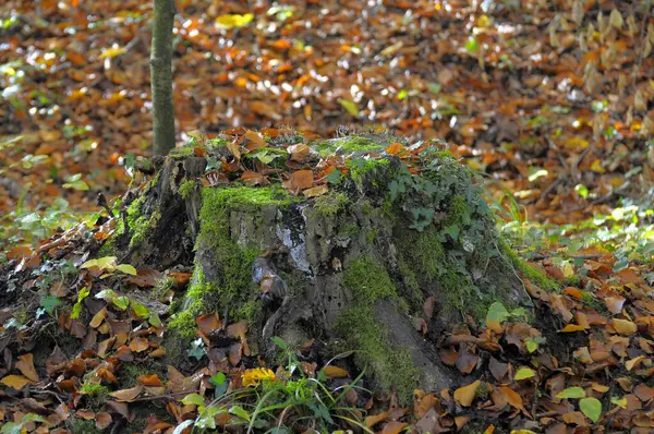 Φυλλώματα Δάση Φθινόπωρο Κοντά Στο Maulbronn — Φωτογραφία Αρχείου