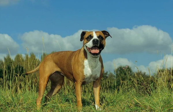 American Staffordshire Terrier Fci Standard 286 — Stock Photo, Image