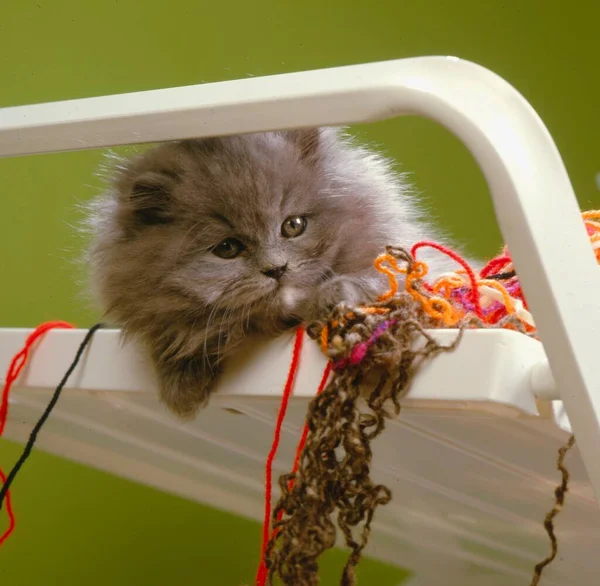 Perski Kotek Leży Krześle Świeżym Powietrzu — Zdjęcie stockowe