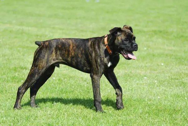 Young Boxer Male Months Old Brindle Fci Standard 144 Young — Stock Photo, Image