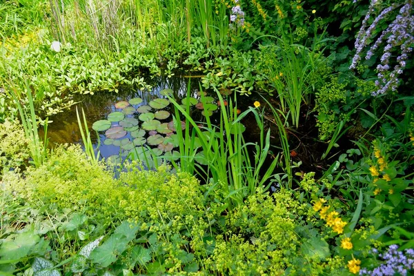 Garden Pond Summer — Stock Photo, Image