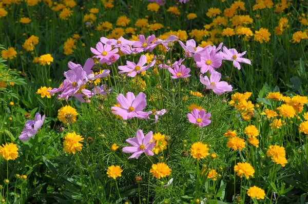 Flores Verano Cosmos Bipinnatus Camas Cesta Flores Ornamentales Jardín — Foto de Stock