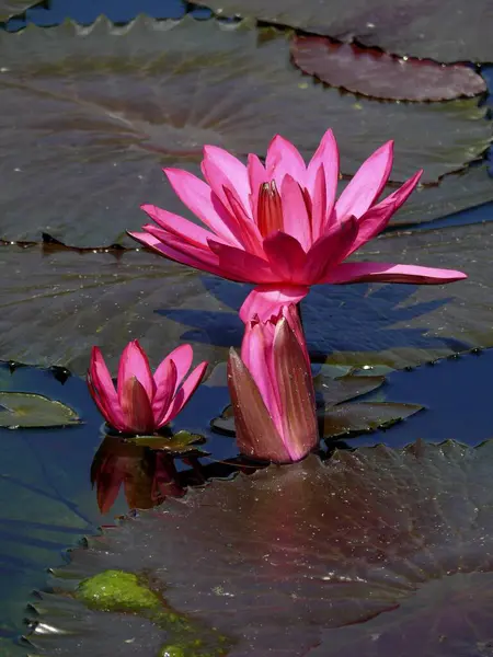 植物园 威廉玛斯图加特 水百合 水百合 五彩缤纷的水百合 青尼罗河水百合 — 图库照片