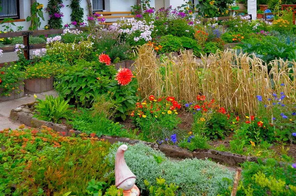 バーデン ウォルテンベルク ブラックフォレストコテージガーデン 永遠の庭 さまざまな庭の花 コテージガーデンで小麦 — ストック写真