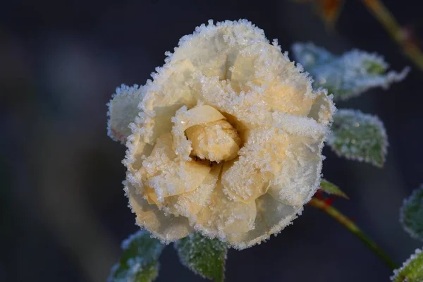 beautiful flower covered with hoarfrost in the garden