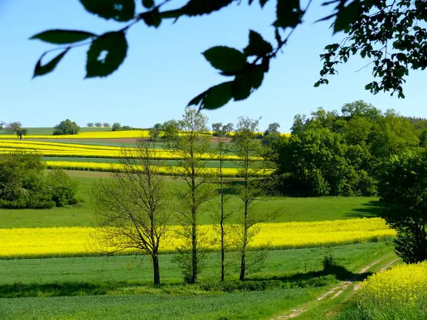Våldtäktsfält Våldtäktsfält Blommande Kraichgau Våren Landskap Träd — Stockfoto