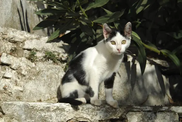 年轻的家猫 白猫和黑猫 坐在石墙上 提诺斯岛 希腊Cyclades 坐在石墙上 希腊Cyclades 非纯种野猫 Felis Silvestris — 图库照片