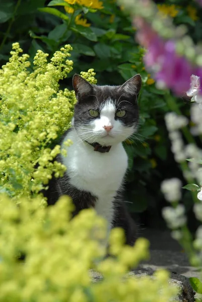 Kočka Zahradě — Stock fotografie