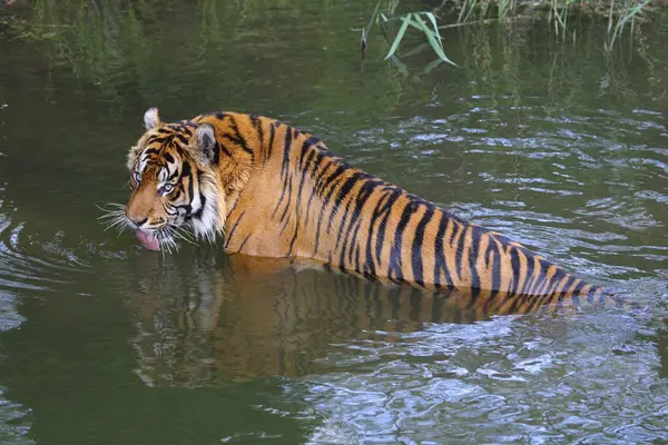 水の中のトラ — ストック写真