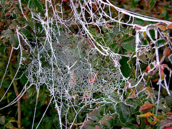 Hämähäkinverkko Luonnossa Kasvistossa — kuvapankkivalokuva