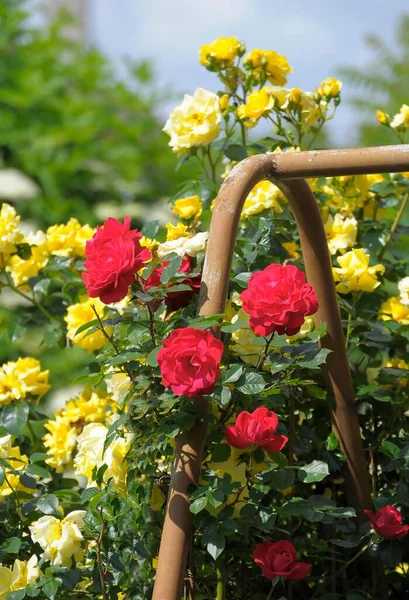 Red Climbing Rose Garden Rose Arch Red Yellow Flowers Rose — Stock Photo, Image