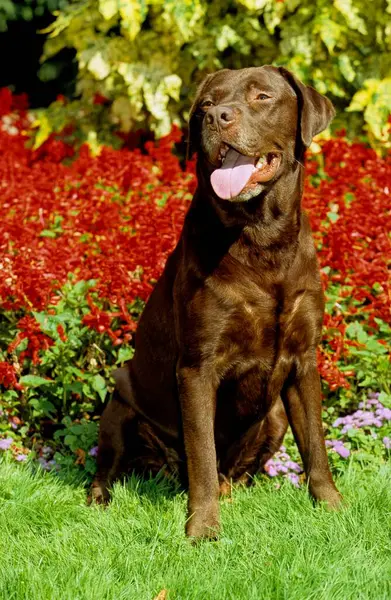 采购产品棕色拉布拉多 巧克力褐色 拉布拉多猎犬 Fci 标准号 122 Water — 图库照片