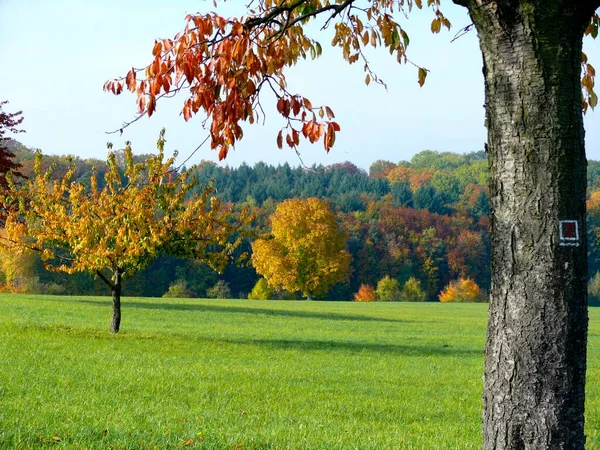 Baumgruppe Herbst Kraichgau — Stockfoto