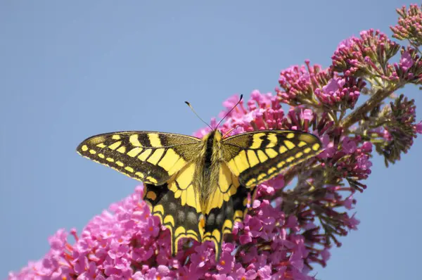Schmetterlingsstrauch Sommerflieder Schmetterlingsstrauch Oder Fliederspeer Schwalbenschwanz Papilio Machaon — Stockfoto