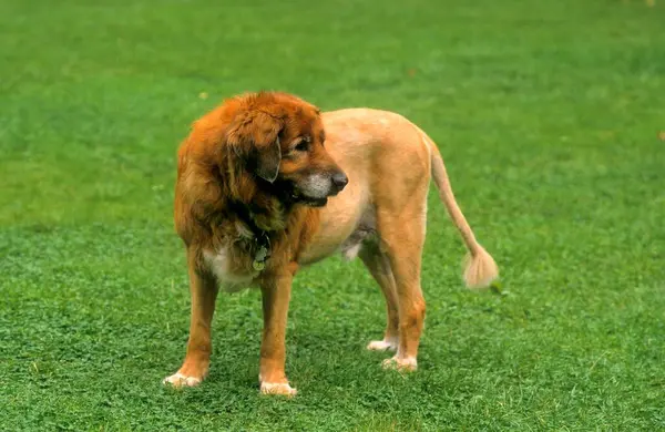 Cão Aparado Para Leão — Fotografia de Stock