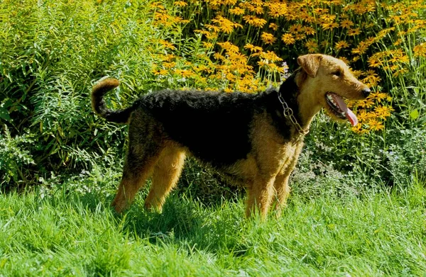 Airedale Terrier Waterside Terrier Bingley Terrier Fci Standard — Φωτογραφία Αρχείου