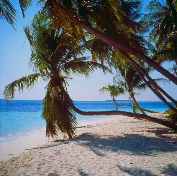 Písečná Pláž Pláž Plamen Maledivy Indický Oceán — Stock fotografie