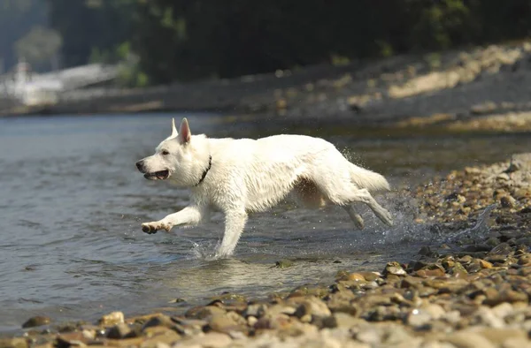 ホワイトシェパード犬が水の中を走る — ストック写真