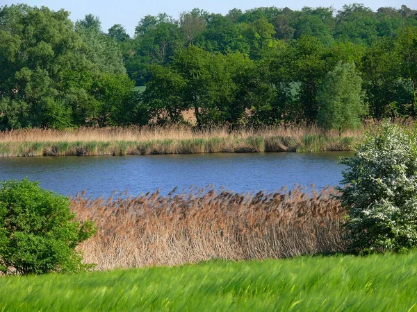 Reeds Pond Roweiher Maulbronn Baden Wrttemberg Germany Europe — Stock Photo, Image