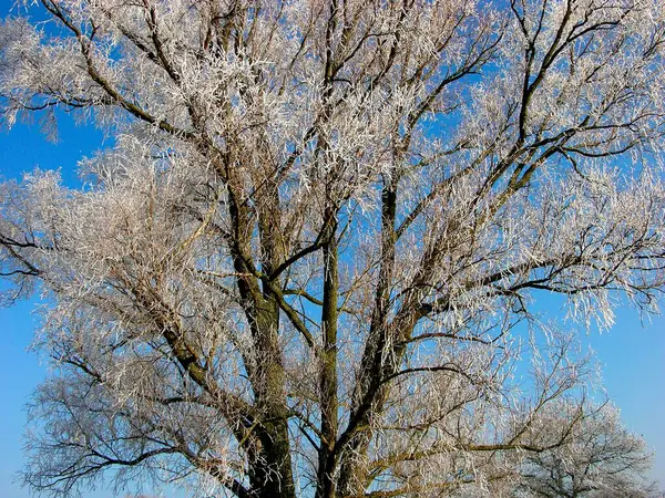 树梢上首先结霜 冬季风景 — 图库照片