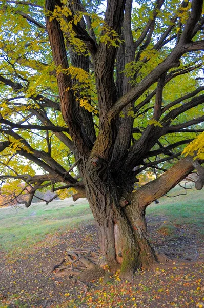 Пейзаж Швабські Альби Ельфи Дерево Восени — стокове фото