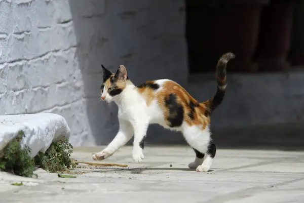 ヤング国内の子猫 トーティ タビー ホワイト ホップ ティノス島 キクラデス ギリシャ ノンプリー ワイルドキャット — ストック写真